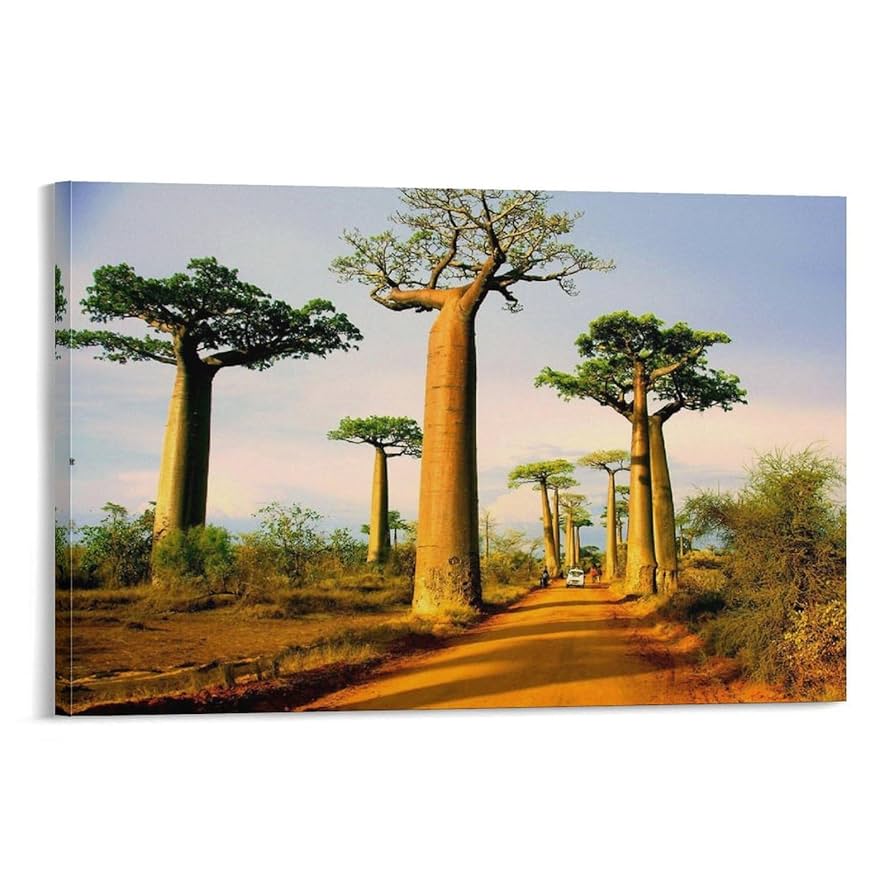 バオバブの木の風景画 100以上の無料Baobabs&バオバブ画像 - Pixabay